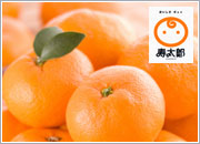日本一の高級みかん!寿太郎温州みかん!!